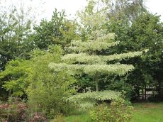 Cornus controversa variegata