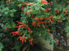 Shrub salvia