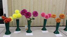 Dahlias - Decorative