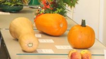 Squashes & Pumpkins