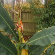 Hedychium Flowering ginger