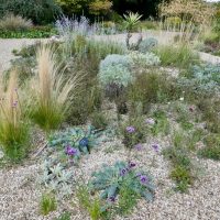 DAY THREE_Beth Chatto's Plants & Gardens