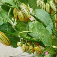 DAY THREE_RHS Garden Hyde Hall
