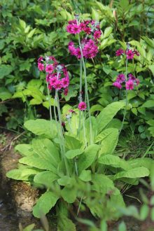 Primula Candelabra