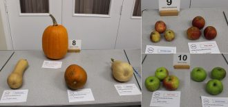 Pumpkins, squashes & Apples