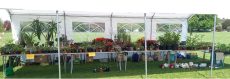 Summer Fair_Plant Sale_Outside_2024_800