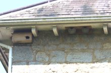 Swifts and House Martins are also residents here