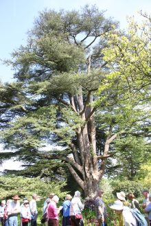 The Cedar of Lebanon