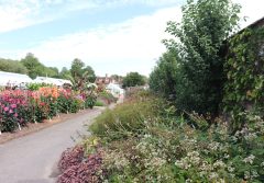 The Walled garden_Dahlias