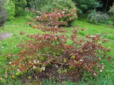 Viburnum 'Elizabeth Bullivant'