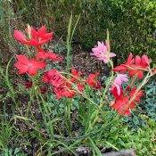 Kaffir Lilies (Hesperantha)