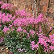 Nerines